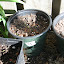 Hosta medio-variegata (west side)