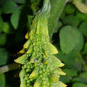Bitter melon