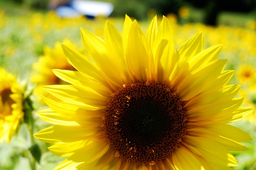 Sunflowers