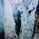 pileated woodpecker