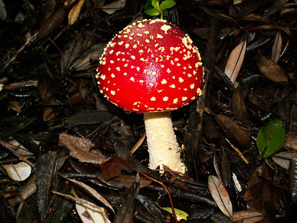 Spotting Image 1