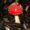 AMANITA 