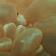 Bubble Coral Shrimp
