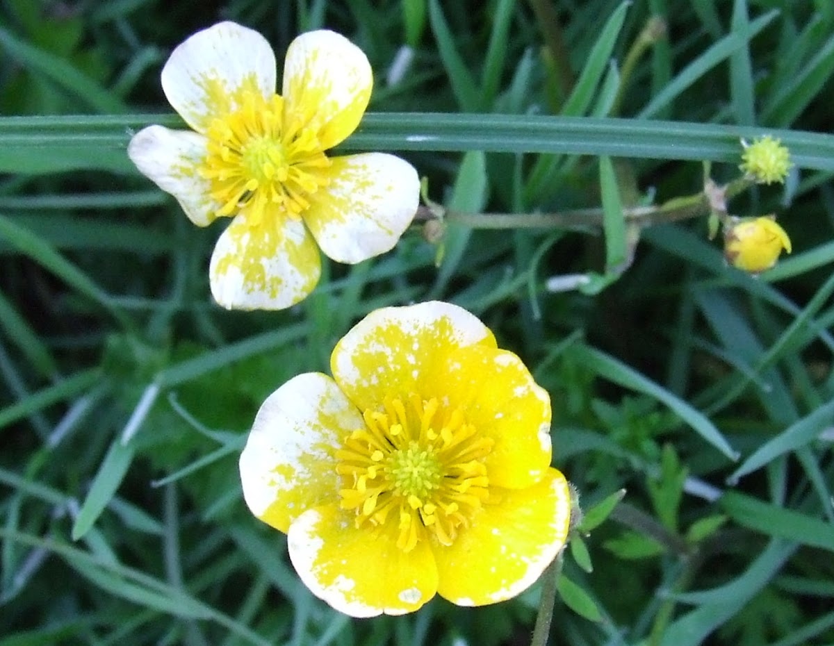 Buttercup