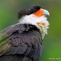 Crested Caracara