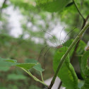 Daddy Long Legs