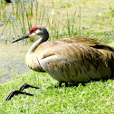 Sandhill Crane