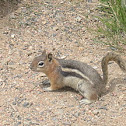 Chipmunk