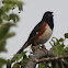 Eastern Towhee