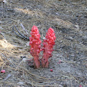 Snowplant