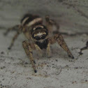 Zebra Jumping Spider