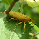 Weevil
