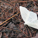 Moth