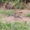 Spotted Dove