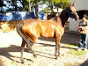 Caballo  Yegua De Carreras