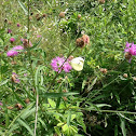 Cabbage White Butterfly