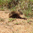 Capybara