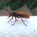 European Hornet