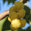 Star Gooseberry