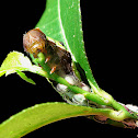 Common Mormon Caterpillar