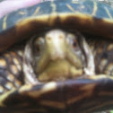Ornate box turtle