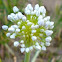 Green Onion Flower