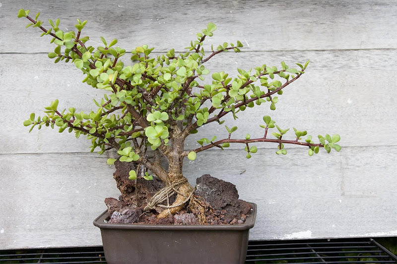 Portulacaria afra 'bonsai'