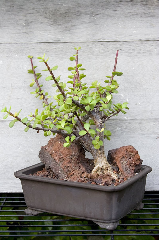 Portulacaria JungleKey.fr Image