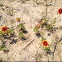 Indian Blanket