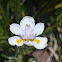 African Iris
