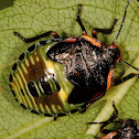 Green Stinkbug