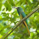 Blue-bearded Bee-eater