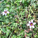 Blue-eyed grass