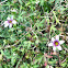 Blue-eyed grass