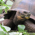 Galápagos tortoise
