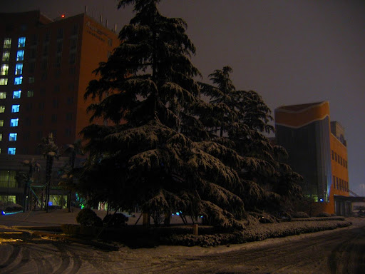 Pines