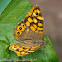 Wall Brown Butterfly