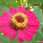 Zinnia