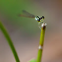 Fragile forktail damselfly