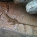 Lizard