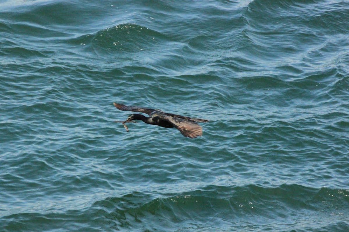Pelagic Cormorant