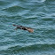 Pelagic Cormorant
