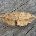 Moth
