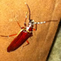 Prionid Beetle