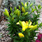 Yellow Lily