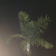 Palm tree
