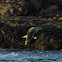 Pacific Harbor Seal