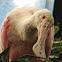 Roseate Spoonbill