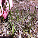 Glass wort