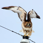 Red-Tailed Hawk